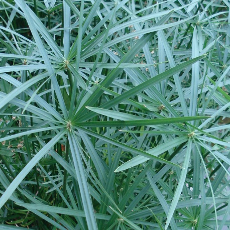 plant de papyrus pour enfants
